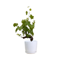 Grape Vine